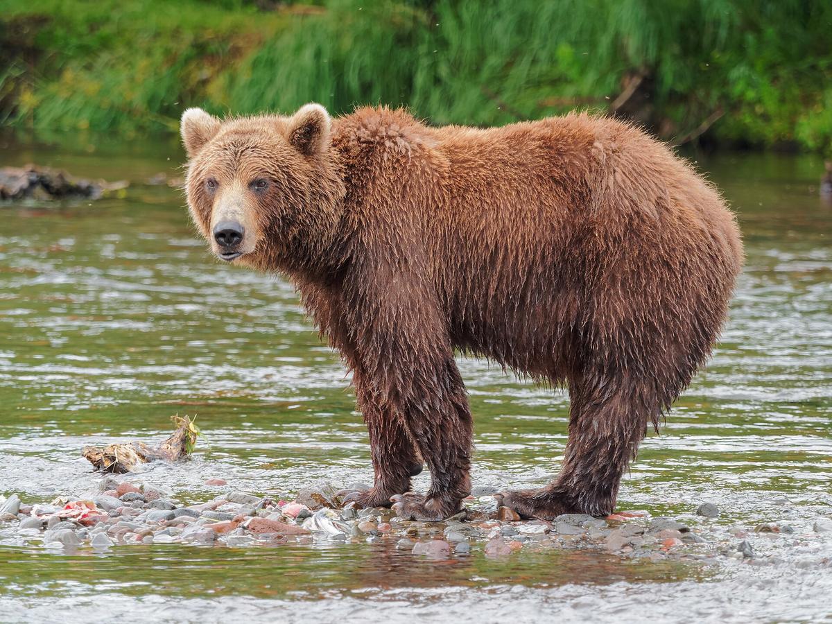 brown bear Kamchatka