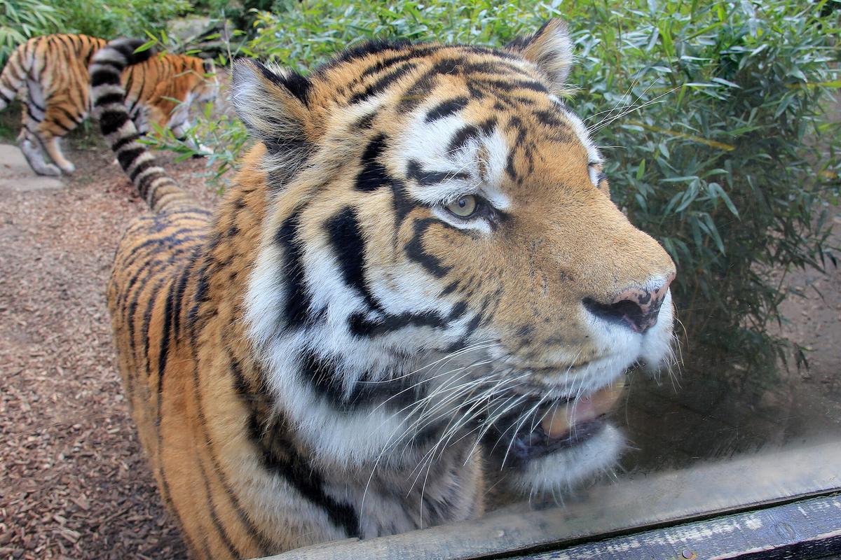 Amur tiger taiga snow