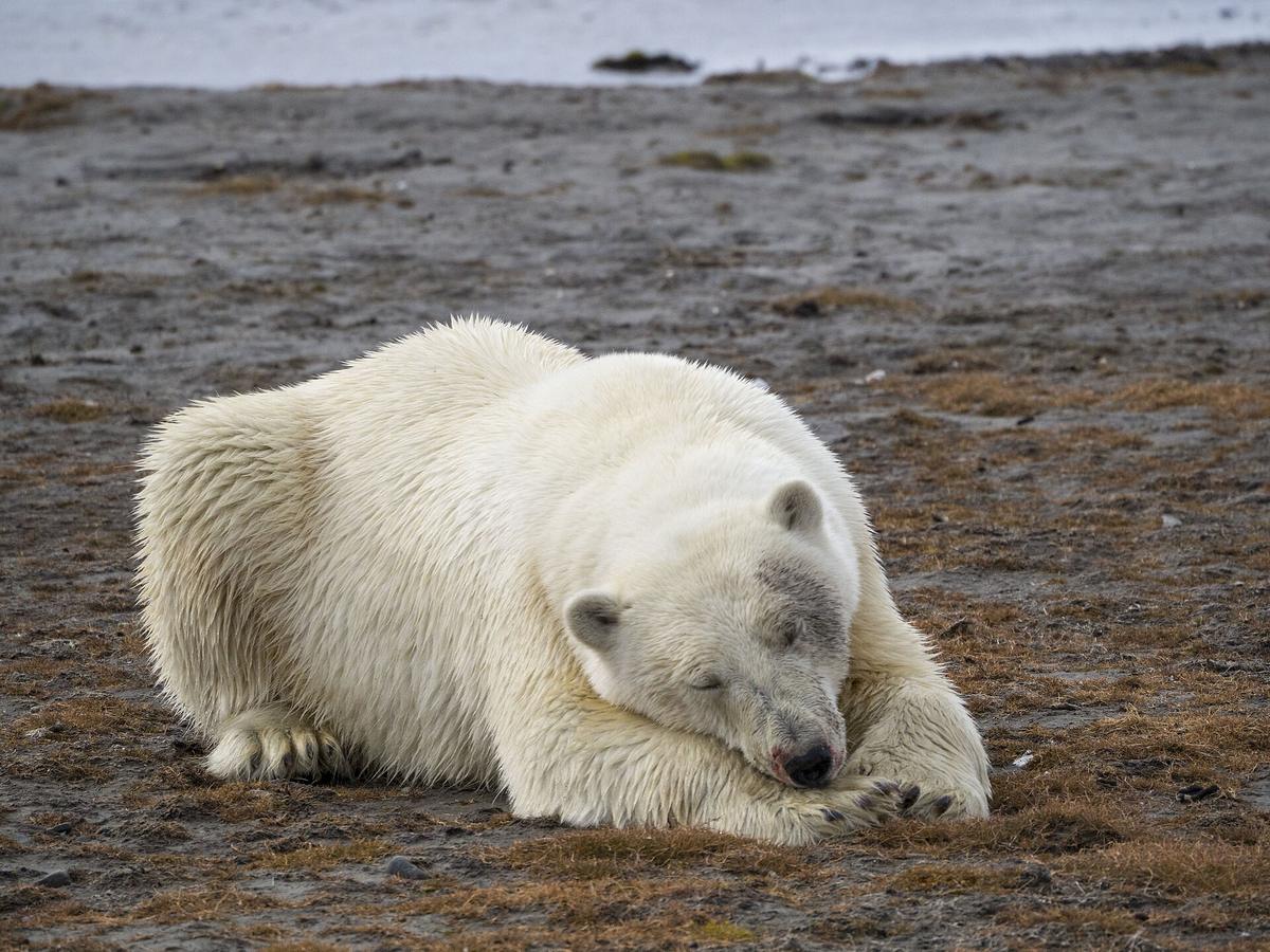 Wrangel Island polar bear