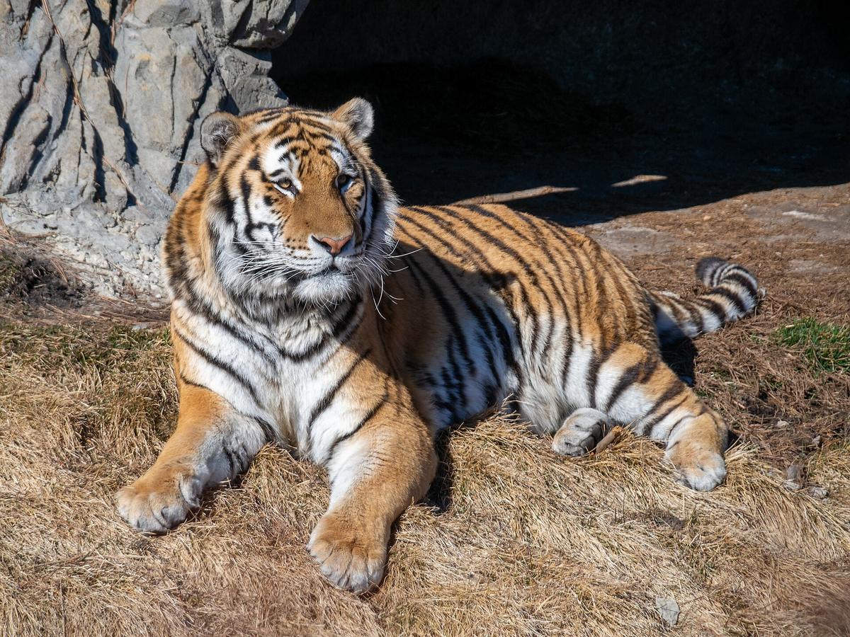 Amur tiger Russia